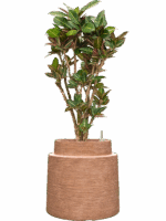Croton Codiaeum Variegatum Petra In Colorado D 28 H 129 cm - PlantenShop24 - 28-04-2025