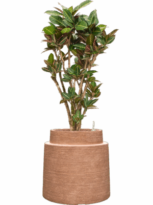 Croton Codiaeum Variegatum Petra In Colorado D 28 H 129 cm - PlantenShop24 - 28-04-2025