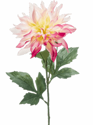 Dahlia H 60 cm - PlantenShop24 - 24-04-2025