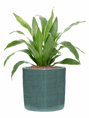 Dracaena Fragrans Arturo In Plain Striped D 15 H 44 cm - PlantenShop24 - 27-04-2025