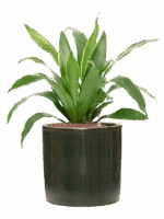 Dracaena Fragrans Arturo In Plain Striped D 15 H 44 cm - PlantenShop24 - 27-04-2025