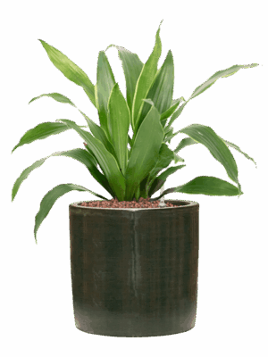 Dracaena Fragrans Arturo In Plain Striped D 15 H 44 cm - PlantenShop24 - 27-04-2025