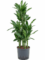 Dracaena Fragrans Burundii D 22 H 100 cm - PlantenShop24 - 15-04-2025