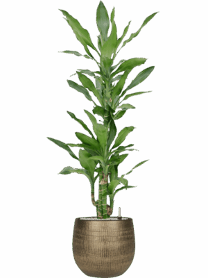 Dracaena Fragrans Burundii In Ryan D 21 H 126 cm - PlantenShop24 - 28-04-2025