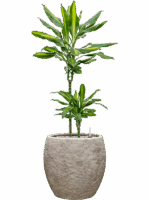 Dracaena Fragrans Cintho In Coast Mountains D 19 H 89 cm - PlantenShop24 - 28-04-2025