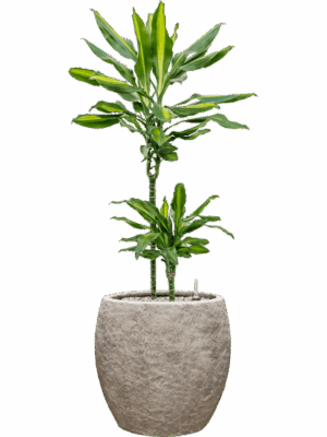 Dracaena Fragrans Cintho In Coast Mountains D 19 H 89 cm - PlantenShop24 - 28-04-2025