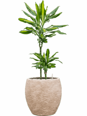 Dracaena Fragrans Cintho In Coast Mountains D 19 H 89 cm - PlantenShop24 - 28-04-2025