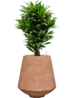 Dracaena Fragrans Compacta In Colorado D 24 H 97 cm - PlantenShop24 - 28-04-2025