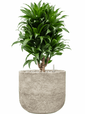 Dracaena Fragrans Compacta In Mont Blanc D 21 H 69 cm - PlantenShop24 - 21-04-2025