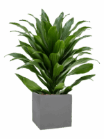 Dracaena Fragrans Compacta In Natural D 15 H 64 cm - PlantenShop24 - 27-04-2025
