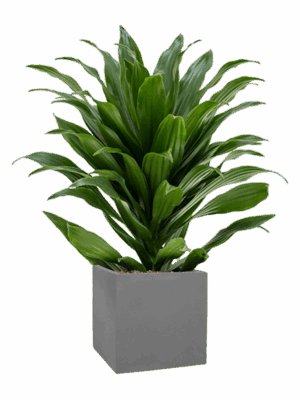Dracaena Fragrans Compacta In Natural D 15 H 64 cm - PlantenShop24 - 27-04-2025