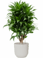 Dracaena Fragrans Compacta In Vibes Fold D 21 H 84 cm - PlantenShop24 - 05-05-2025