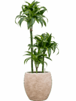 Dracaena Fragrans Dorado In Coast Mountains D 21 H 101 cm - PlantenShop24 - 28-04-2025