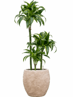 Dracaena Fragrans Dorado In Coast Mountains D 21 H 101 cm - PlantenShop24 - 28-04-2025