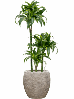 Dracaena Fragrans Dorado In Coast Mountains D 21 H 102 cm - PlantenShop24 - 28-04-2025
