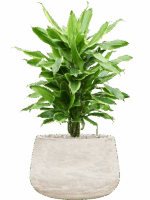 Dracaena Fragrans Golden Coast In Baq Algar D 21 H 72 cm - PlantenShop24 - 23-04-2025