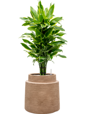 Dracaena Fragrans Golden Coast In Colorado D 24 H 100 cm - PlantenShop24 - 07-05-2025