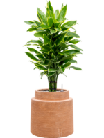 Dracaena Fragrans Golden Coast In Colorado D 24 H 100 cm - PlantenShop24 - 07-05-2025