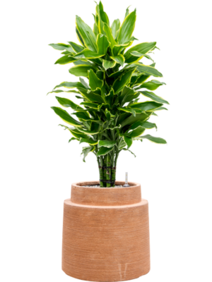 Dracaena Fragrans Golden Coast In Colorado D 24 H 100 cm - PlantenShop24 - 07-05-2025