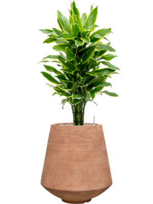Dracaena Fragrans Golden Coast In Colorado D 24 H 107 cm - PlantenShop24 - 07-05-2025