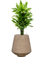 Dracaena Fragrans Golden Coast In Colorado D 24 H 107 cm - PlantenShop24 - 07-05-2025
