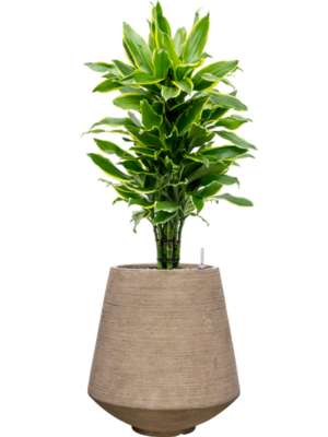 Dracaena Fragrans Golden Coast In Colorado D 24 H 107 cm - PlantenShop24 - 07-05-2025