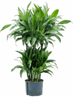 Dracaena Fragrans Janet Craig D 25 H 100 cm - PlantenShop24 - 17-06-2025