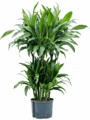 Dracaena Fragrans Janet Craig D 25 H 120 cm - PlantenShop24 - 01-05-2025