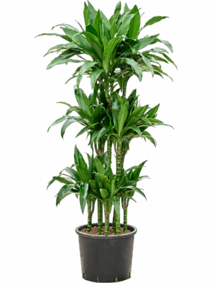 Dracaena Fragrans Janet Craig D 30 H 140 cm - PlantenShop24 - 02-05-2025