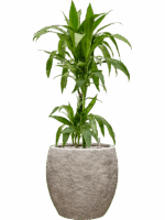 Dracaena Fragrans Janet Craig In Coast Mountains D 19 H 100 cm - PlantenShop24 - 28-04-2025