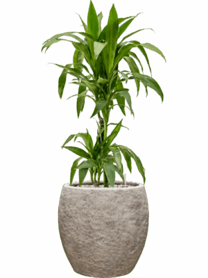 Dracaena Fragrans Janet Craig In Coast Mountains D 19 H 100 cm - PlantenShop24 - 28-04-2025