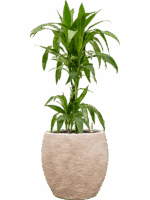 Dracaena Fragrans Janet Craig In Coast Mountains D 19 H 99 cm - PlantenShop24 - 28-04-2025