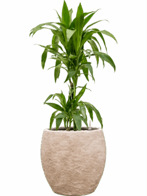 Dracaena Fragrans Janet Craig In Coast Mountains D 19 H 99 cm - PlantenShop24 - 28-04-2025