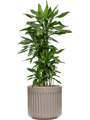 Dracaena Fragrans Janet Lind In Doric Natural D 22 H 107 cm - PlantenShop24 - 28-04-2025