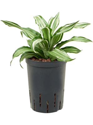 Dracaena Fragrans Kanzi D 15 H 35 cm - PlantenShop24 - 26-06-2025