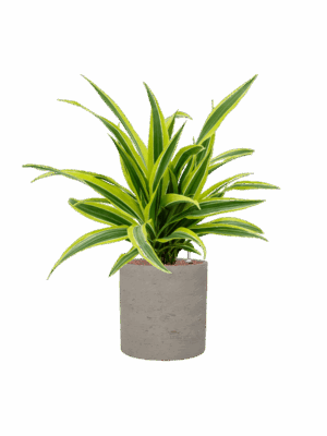 Dracaena Fragrans Lemon Lime In Rough D 15 H 56 cm - PlantenShop24 - 27-04-2025