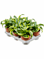 Dracaena Fragrans Tornado D 12 H 23 cm - PlantenShop24 - 14-05-2025