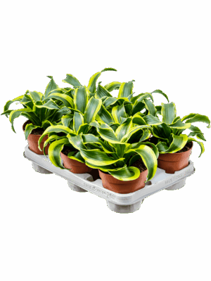 Dracaena Fragrans Tornado D 12 H 23 cm - PlantenShop24 - 12-05-2025