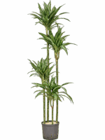 Dracaena Fragrans Ulises D 22 H 180 cm - PlantenShop24 - 05-09-2025