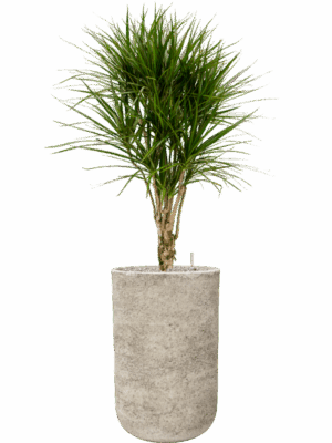 Dracaena Marginata In Mont Blanc D 27 H 149 cm - PlantenShop24 - 28-04-2025