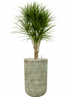 Dracaena Marginata In Mont Blanc D 27 H 149 cm - PlantenShop24 - 28-04-2025