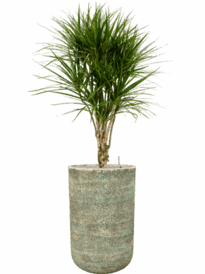Dracaena Marginata In Mont Blanc D 27 H 149 cm - PlantenShop24 - 28-04-2025