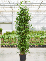 Dracaena Surculosa D 30 H 220 cm - PlantenShop24 - 03-06-2025
