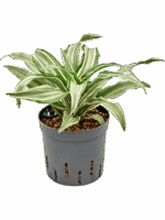 Dracaena Warneckii Compacta D 13 H 25 cm - PlantenShop24 - 24-04-2025