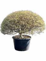 Enkianthus Perulatus D 70 H 120 cm - PlantenShop24 - 17-04-2025