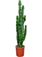 Euphorbia Erytrea D 24 H 150 cm - PlantenShop24 - 31-03-2025