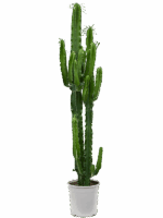 Euphorbia Erytrea D 27 H 145 cm - PlantenShop24 - 19-05-2025