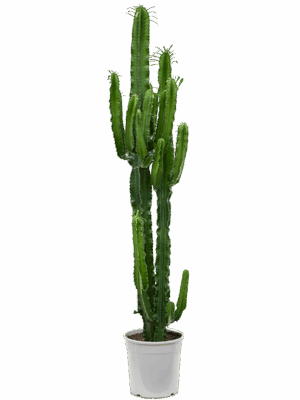 Euphorbia Erytrea D 27 H 145 cm - PlantenShop24 - 19-05-2025