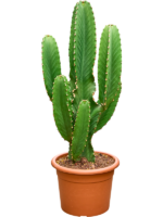 Euphorbia Ingens D 30 H 90 cm - PlantenShop24 - 31-03-2025