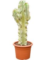 Euphorbia Ingens Marmorata D 26 H 75 cm - PlantenShop24 - 02-06-2025